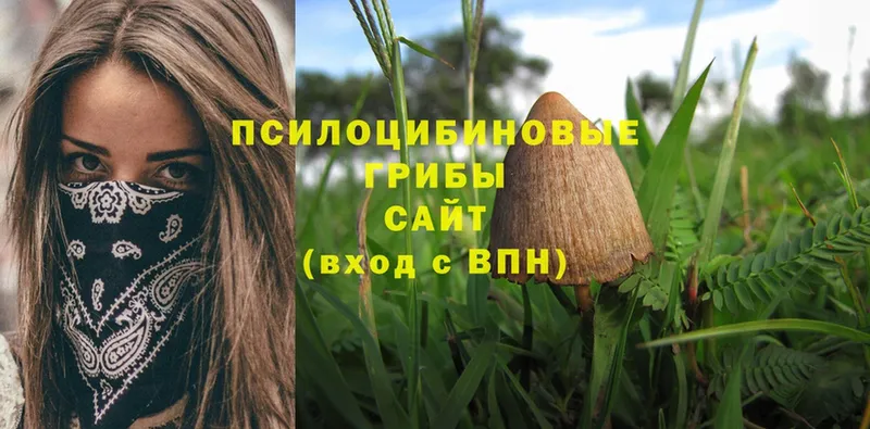 Галлюциногенные грибы Psilocybine cubensis  Саранск 